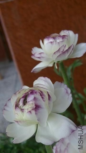 rps20150312_222608.jpg