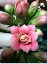 QQ��ͼ20150313100048.png