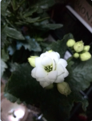 QQ��ͼ20150313100105.png