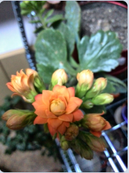 QQ��ͼ20150313100201.png