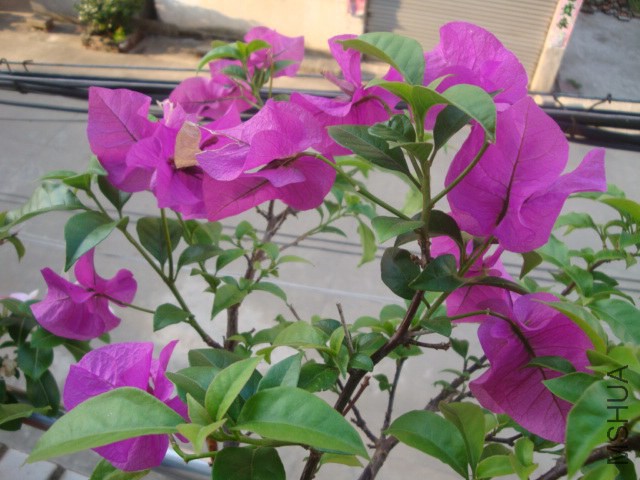 DSC05971.JPG