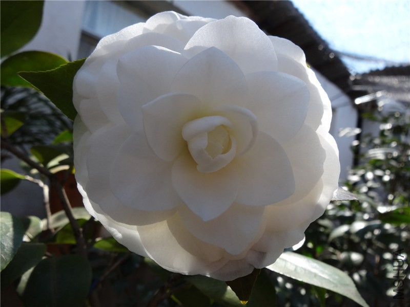 DSC01748.jpg