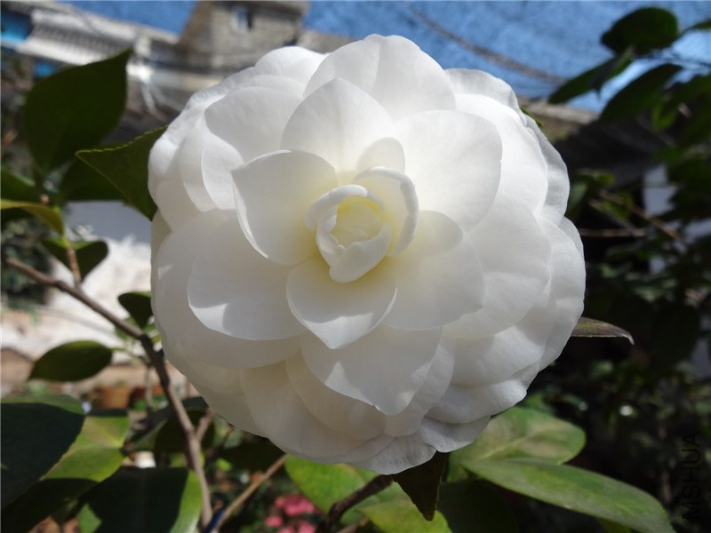 DSC01743.jpg