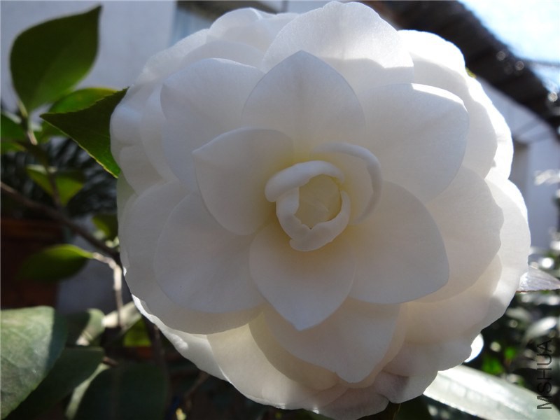 DSC01747.jpg