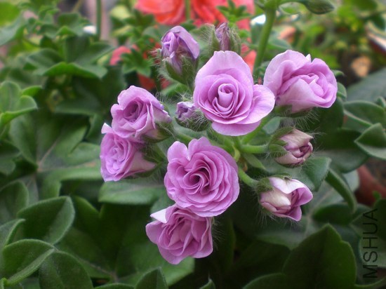 psb (17).jpg