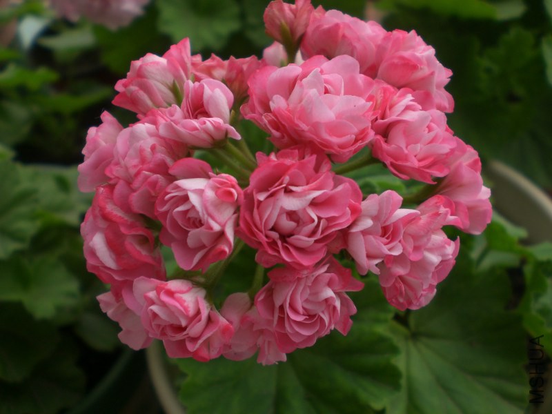 psb (18).jpg