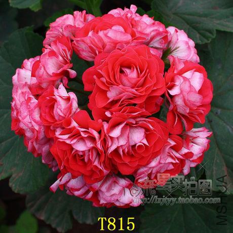 T1UE0QFbBfXXXXXXXX_!!0-item_pic_jpg_460x460.jpg