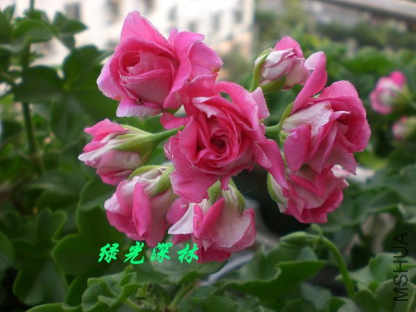 151046bqx6n1zzkptvqvvc.jpg