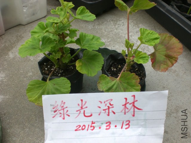 CIMG9982.JPG