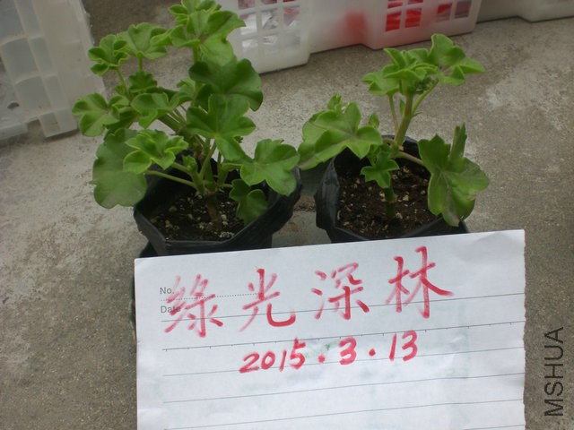 CIMG9981.JPG