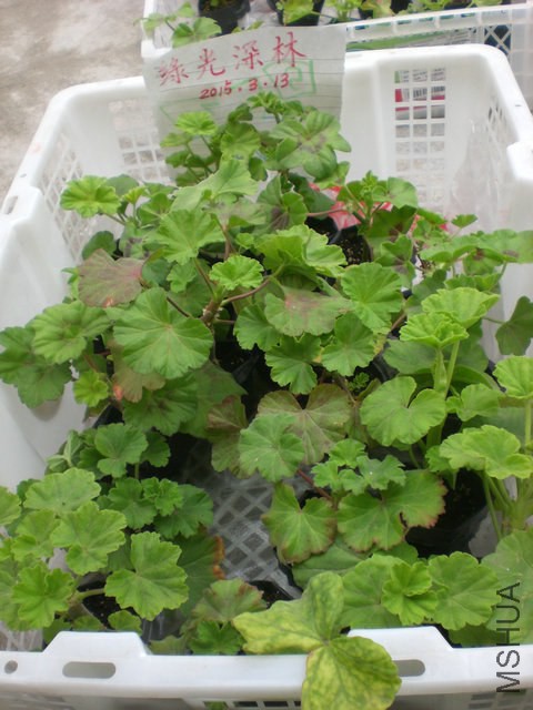 CIMG9985.JPG