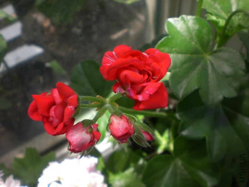 psb (1).jpg