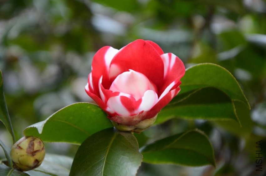 ��¶��DSC_5790.jpg