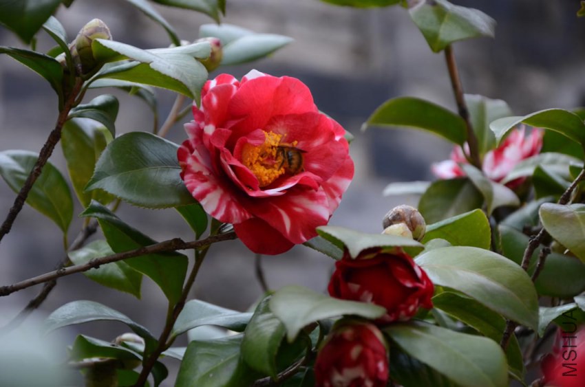 ��¶��DSC_5804.jpg