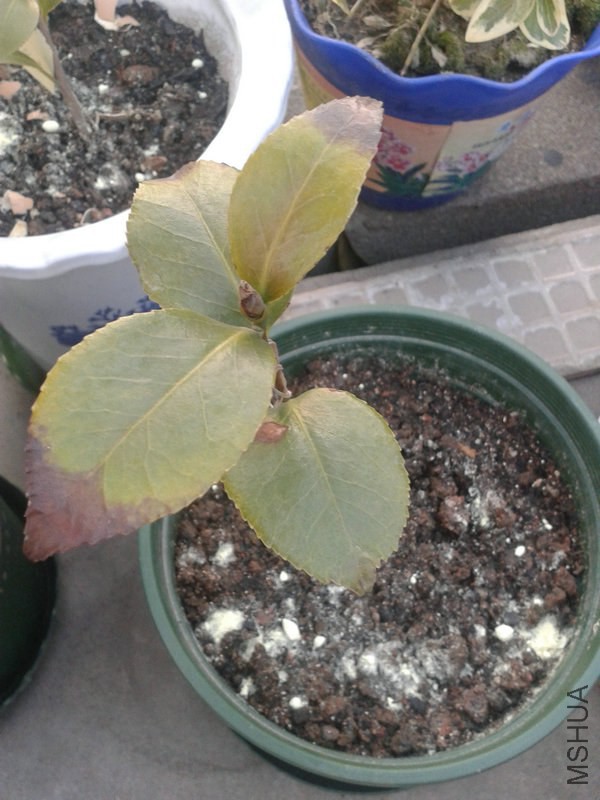 �軨20150311_065852.jpg