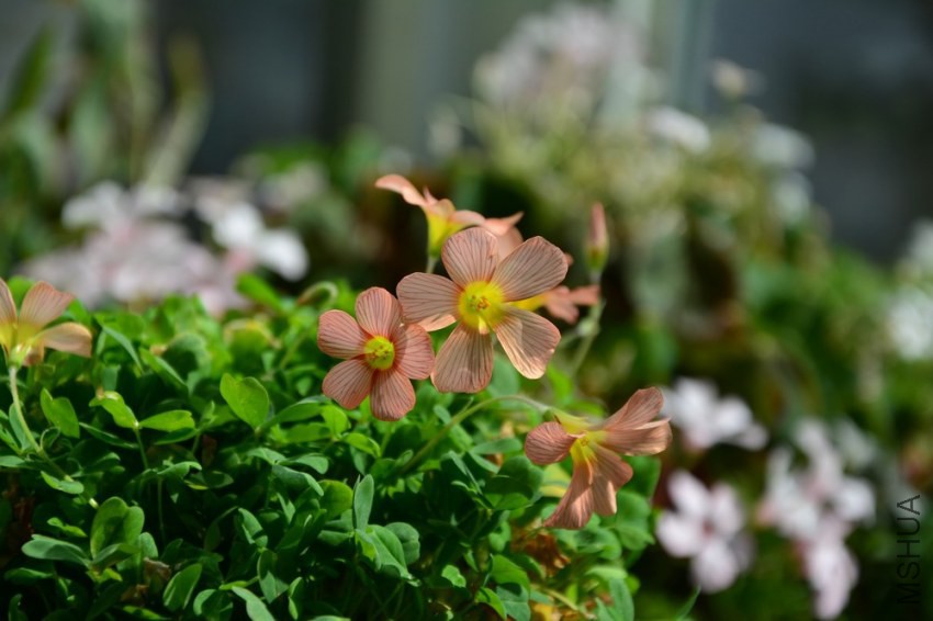 DSC_1477.jpg