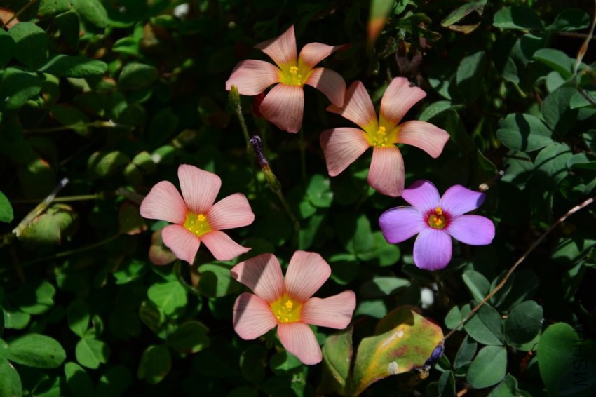 DSC_1478.jpg