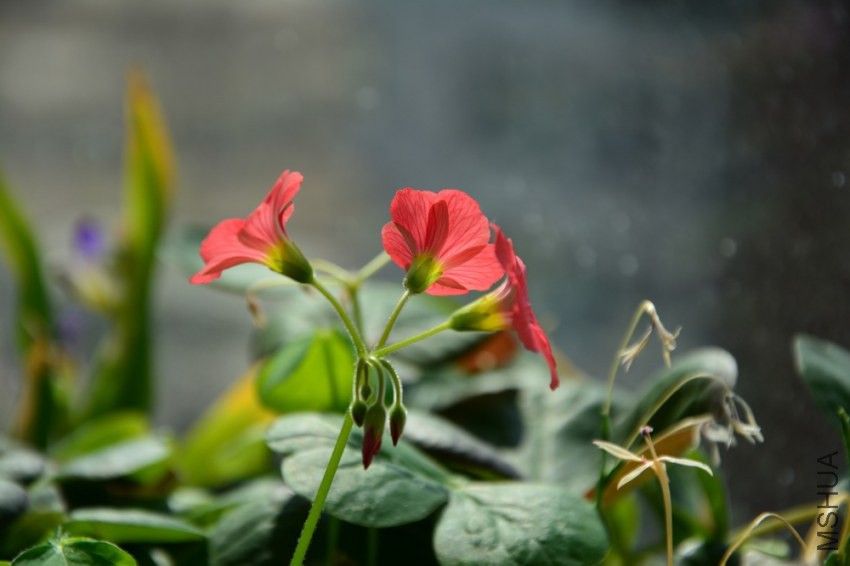 DSC_1487.jpg
