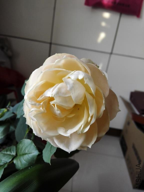 IMG_20150313_082652.jpg