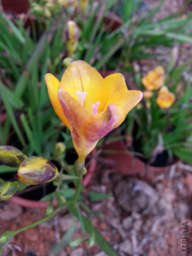 20150310_175817.jpg