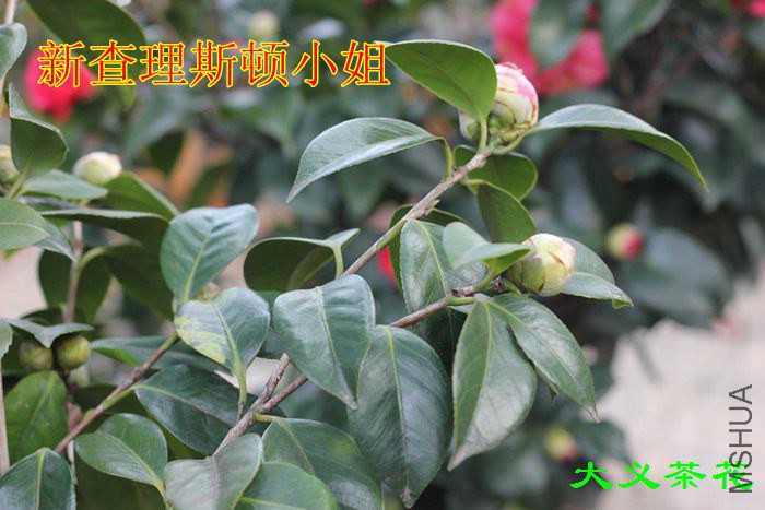 �²���˹��С ��1.jpg