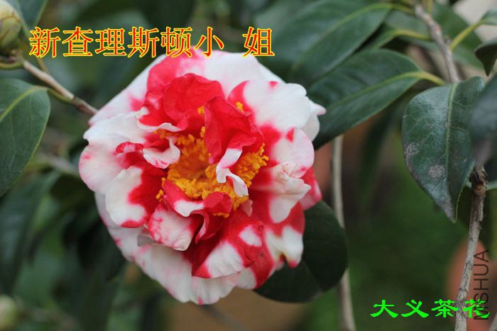 �²���˹��С ��.jpg