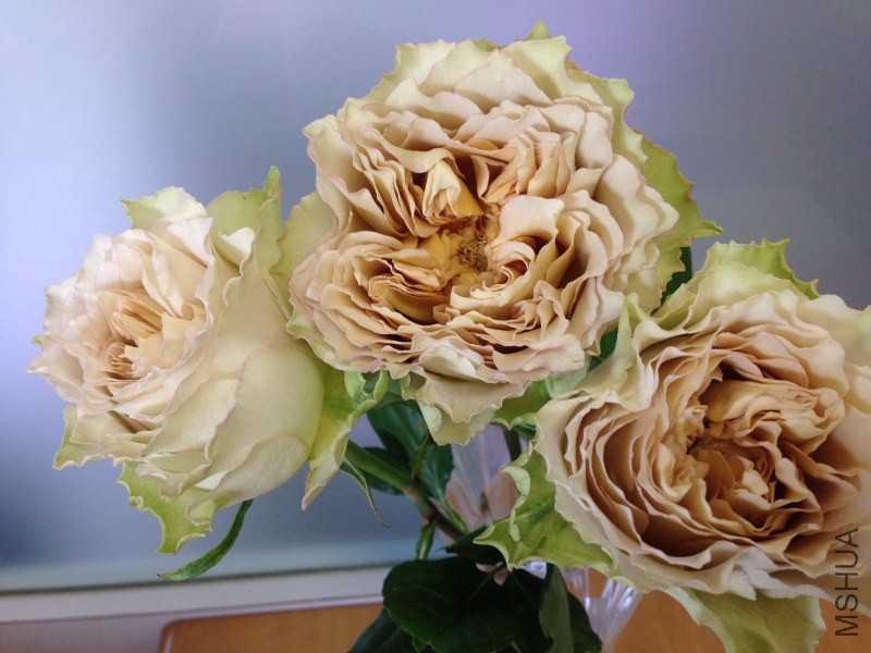 o0800060012844711862.jpg
