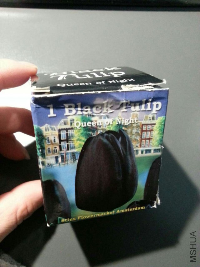 [BLACK TULIP] Queen of Night