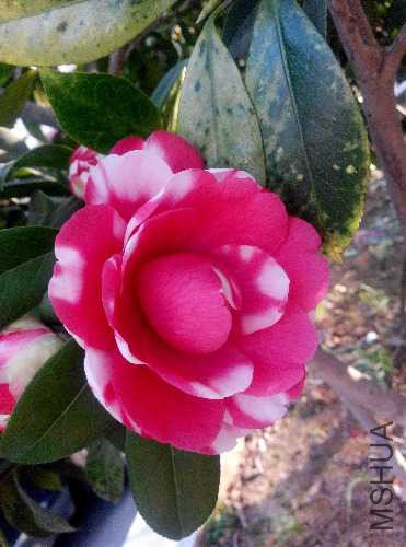 IMG_20150313_164536.jpg