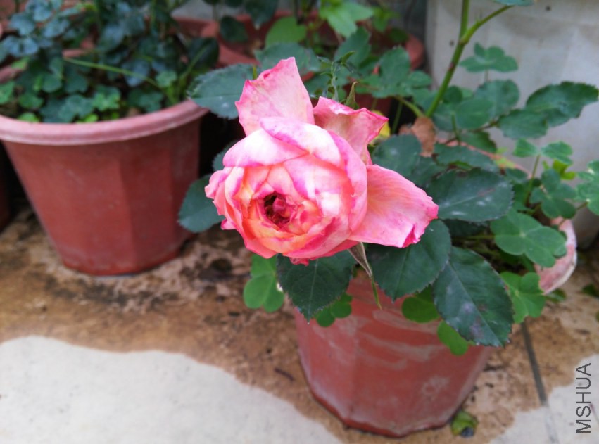 IMG_20150307_112906 (����).jpg