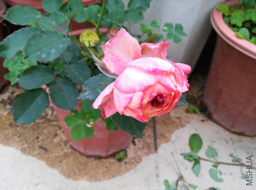 IMG_20150307_112839 (����).jpg