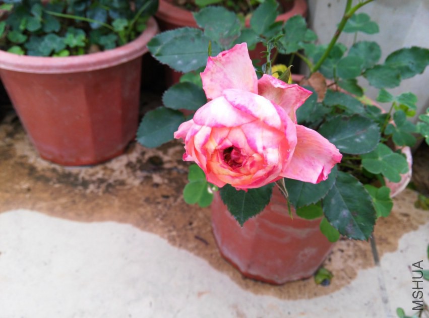 IMG_20150307_112848 (����).jpg