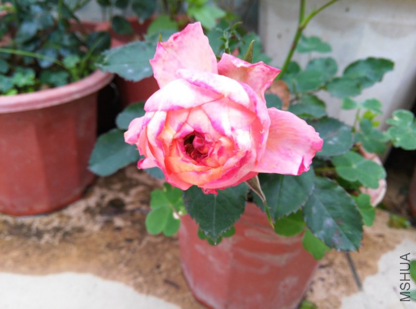 IMG_20150307_112853 (����).jpg