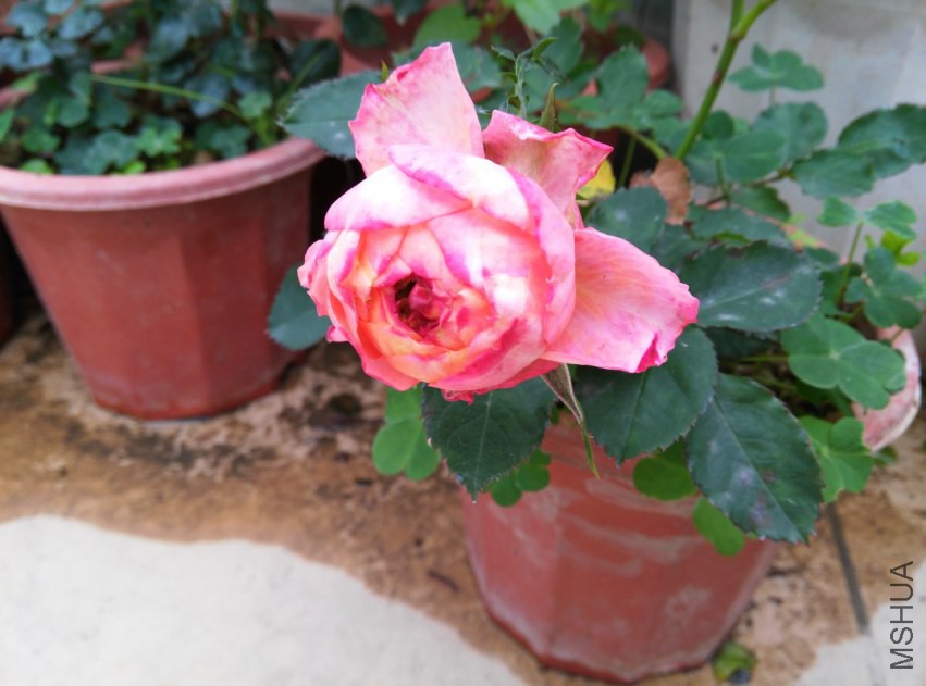 IMG_20150307_112858 (����).jpg