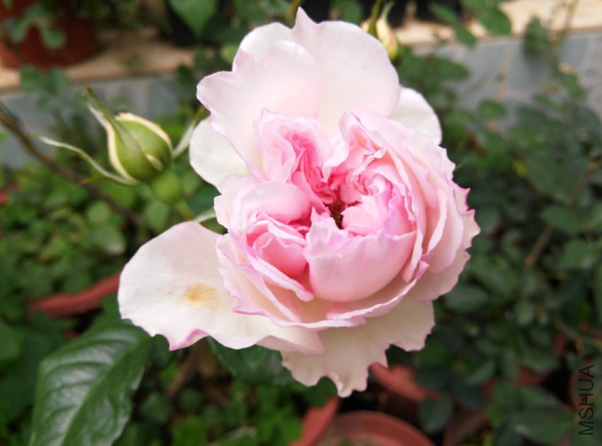 IMG_20150308_115855 (����).jpg