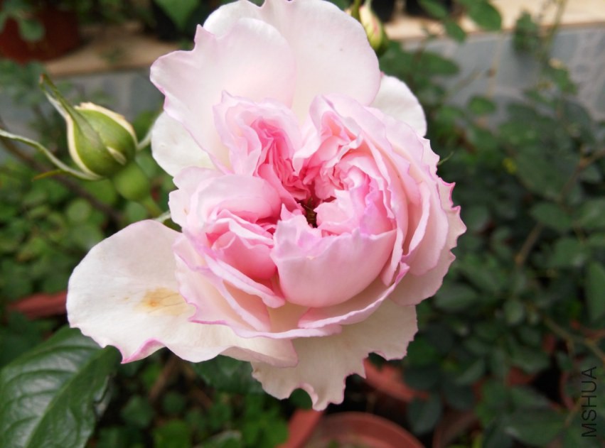 IMG_20150308_115852 (����).jpg