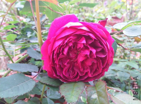 IMG_20150314_092422 (����).jpg