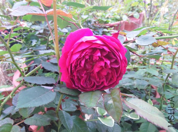 IMG_20150314_092430 (����).jpg