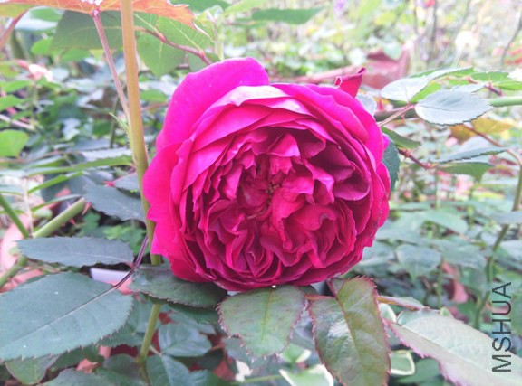 IMG_20150314_092426 (����).jpg