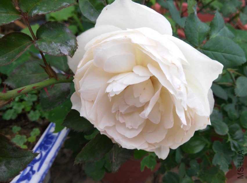 IMG_20150314_092536 (����).jpg