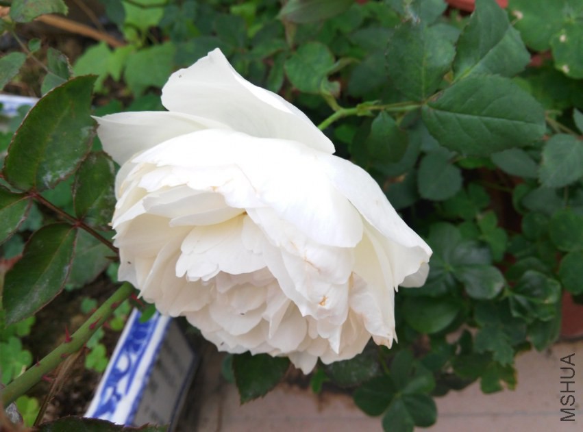 IMG_20150314_092556 (����).jpg