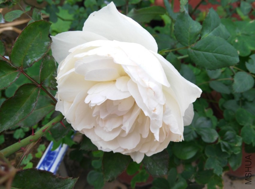 IMG_20150314_092550 (����).jpg