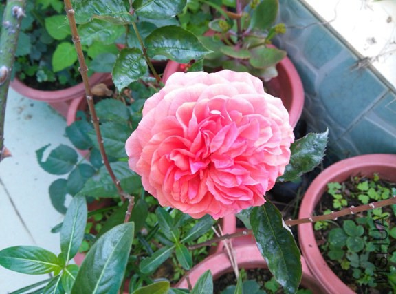 IMG_20150314_092445 (����).jpg