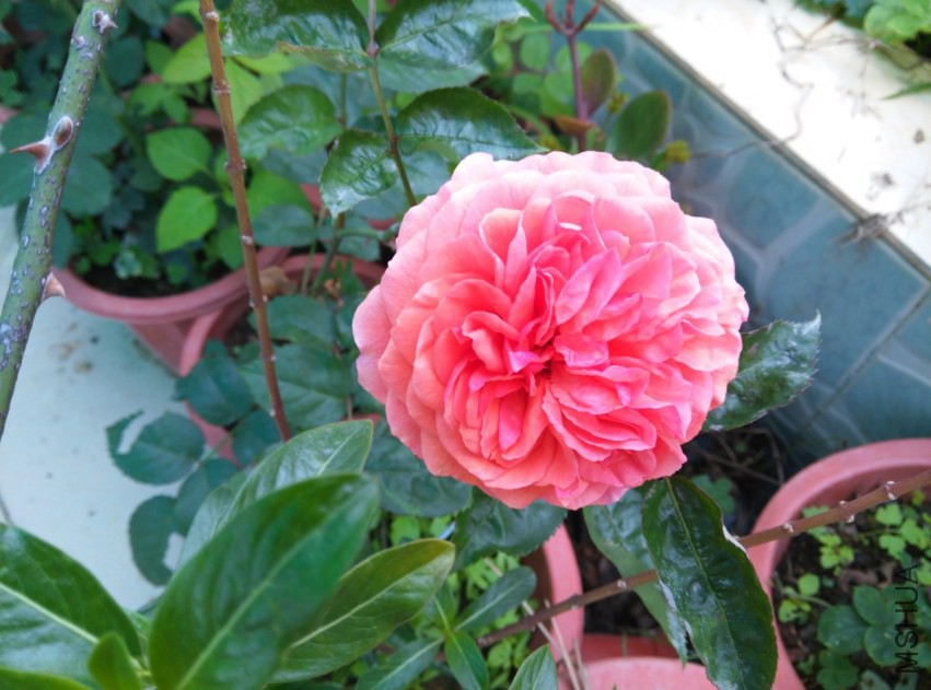 IMG_20150314_092437 (����).jpg