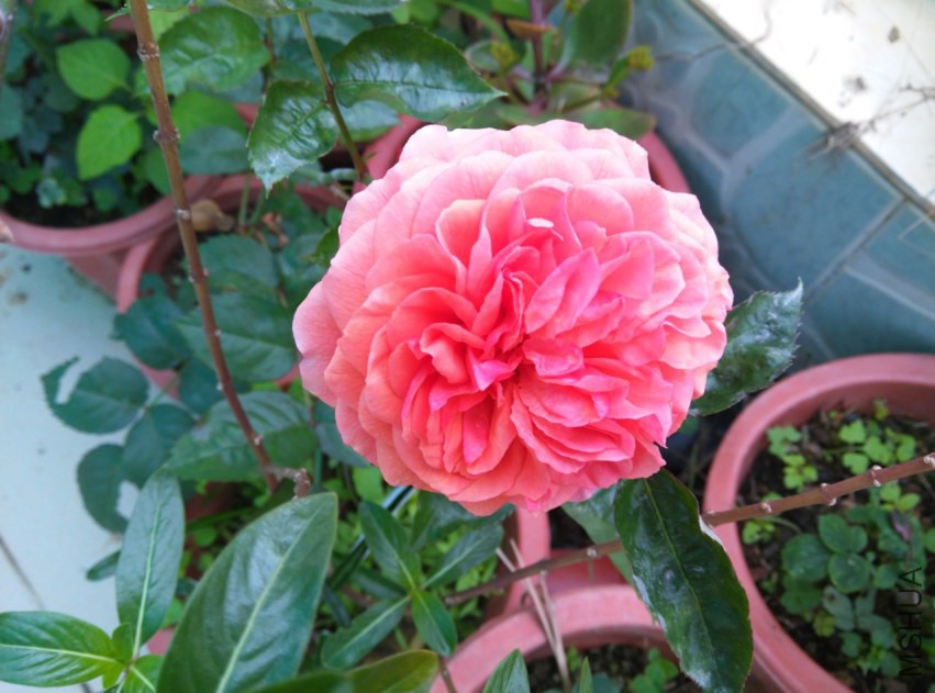 IMG_20150314_092441 (����).jpg