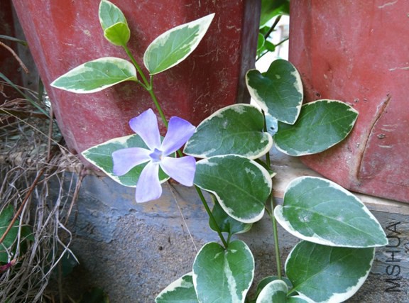 IMG_20150225_101712 (����).jpg