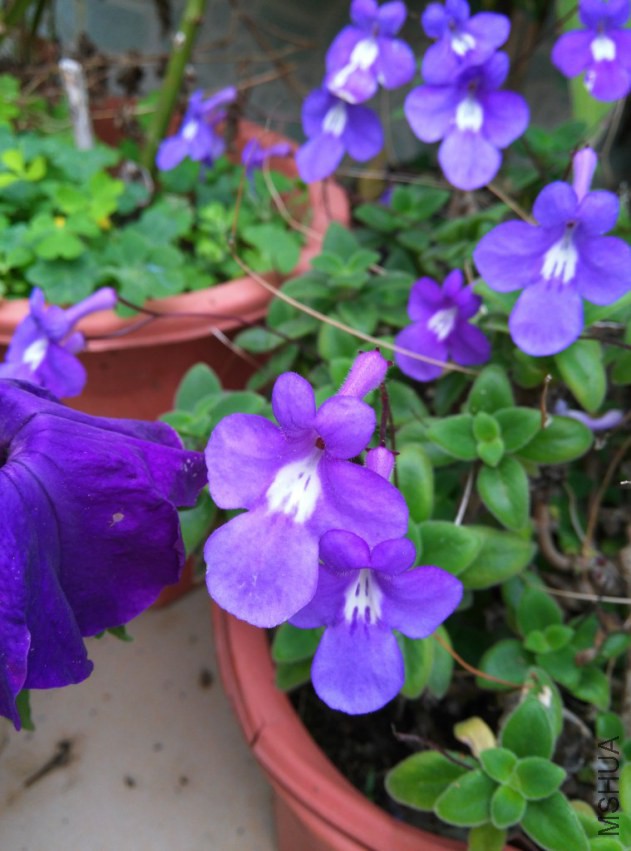 IMG_20150307_113125 (����).jpg