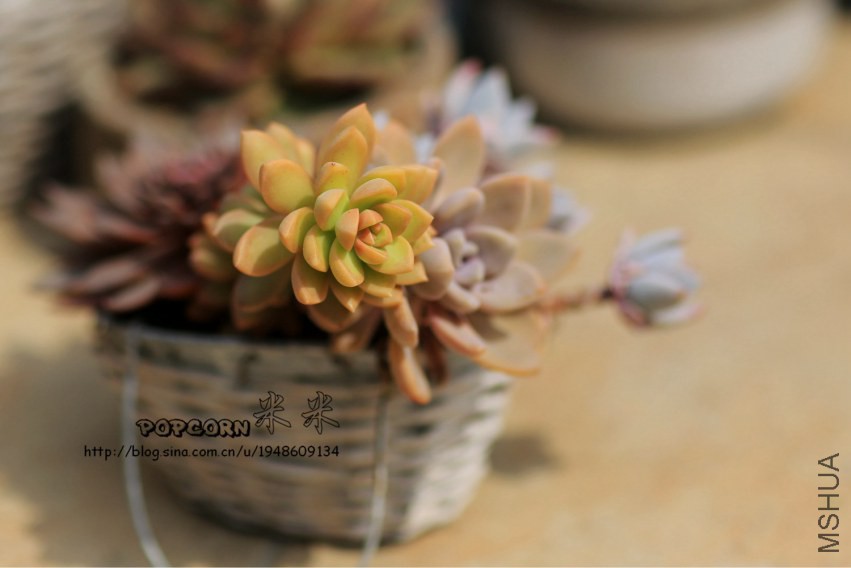 OW1A0038_����2.jpg