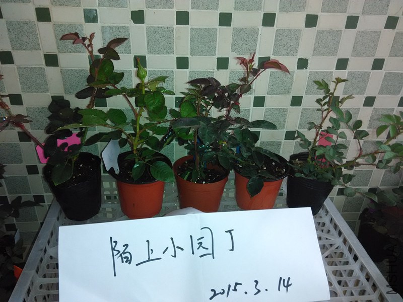 ˫�˰�������췽ҹ̷�����������԰֮��.jpg