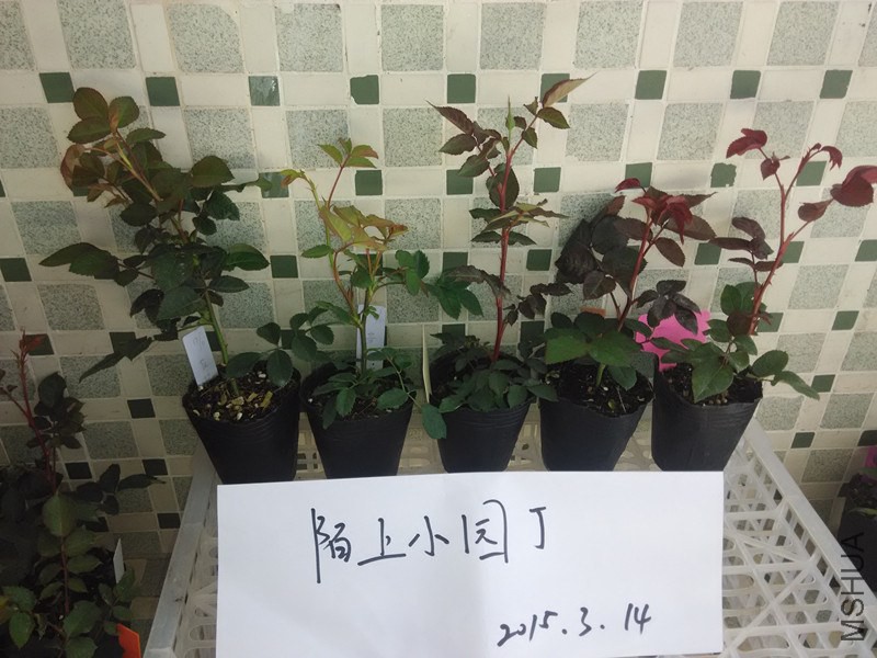 ޹�²ݻ����ƽ�����췽ҹ̷�Ұ���Ʊ�.jpg